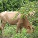 Togo : Relance des ranches d&rsquo;Adélé et de Namiéle dans les préfectures de Blitta et de l’Oti